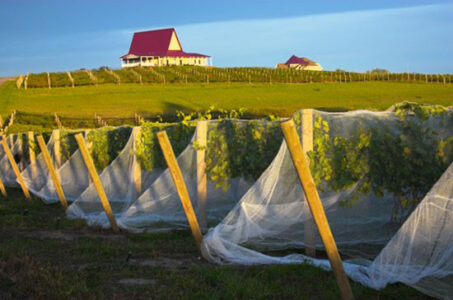 Crafting Wine in the Midwest, Part 1: Reasons to Make Your Own Wine Image